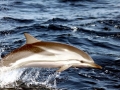 Striped Dolphin