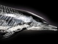 Striped Dolphin