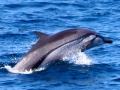 Striped Dolphin