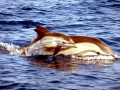 Striped Dolphin