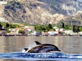 Striped Dolphin