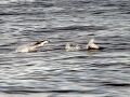 Striped Dolphin