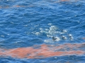 Striped Dolphin