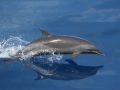 Striped Dolphin