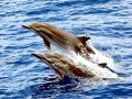 Striped Dolphin