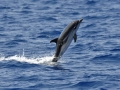 Striped Dolphin