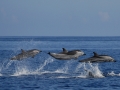 Striped Dolphin