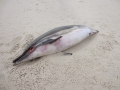 Striped Dolphin