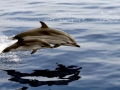 Striped Dolphin