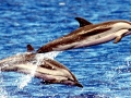 Striped Dolphin