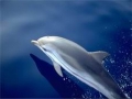 Striped Dolphin