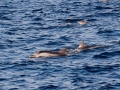 Striped Dolphin