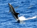 Striped Dolphin