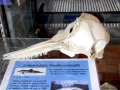 Striped Dolphin