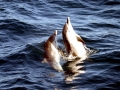 Striped Dolphin