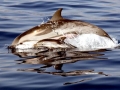 Striped Dolphin