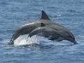 Striped Dolphin