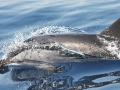 Striped Dolphin