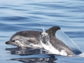 Striped Dolphin
