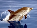 Striped Dolphin