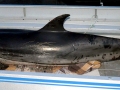 Striped Dolphin