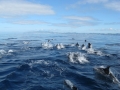 Striped Dolphin