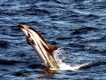 Striped Dolphin