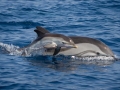 Striped Dolphin