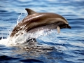 Striped Dolphin