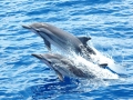 Striped Dolphin