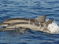 Striped Dolphin