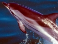 Striped Dolphin