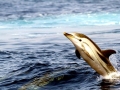 Striped Dolphin