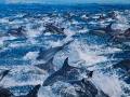 Striped Dolphin