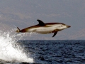 Striped Dolphin