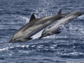 Striped Dolphin