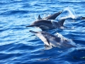 Striped Dolphin