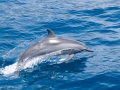 Striped Dolphin