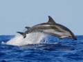 Striped Dolphin