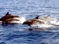 Striped Dolphin