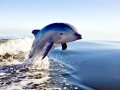 Striped Dolphin