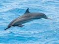 Striped Dolphin