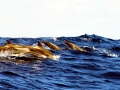 Striped Dolphin