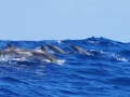 Striped Dolphin