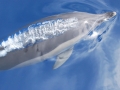 Striped Dolphin