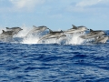 Striped Dolphin