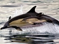 Striped Dolphin