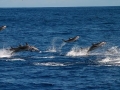 Striped Dolphin