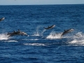 Striped Dolphin