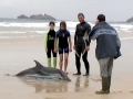 Striped Dolphin
